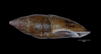 Media type: image;   Malacology 86023 Aspect: lateral